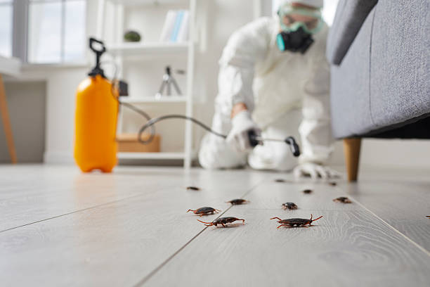 Commercial Kitchen Cockroach Control in Yuma